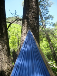 Hammock