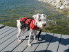 NRS Canine Flotation Device
