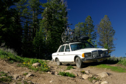 King Cobra on the classic Benz