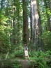 Kavu in the Redwoods