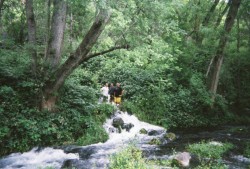 Fossil Springs