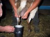 Jetboil Milk