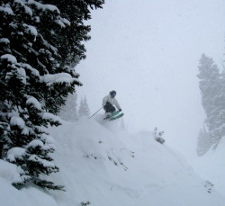 Snow Bird