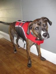Coda's float coat M