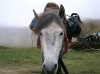 Guddu all geared up - Bedni Bugyal, India