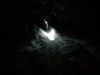 Werewolf Spotlighting