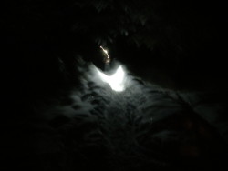 Werewolf Spotlighting