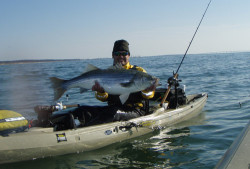 Daily Catch