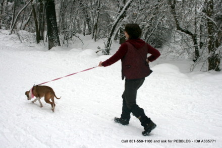 great for walking dogs