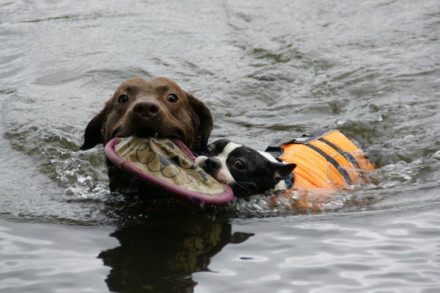Awesome! Got two retrievers now