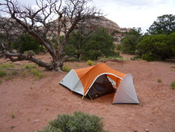 Big Fat Frog in Canyonlands