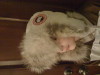 Kiddo's in the Canada Goose Aviator