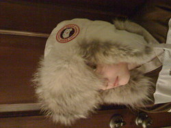 Kiddo's in the Canada Goose Aviator