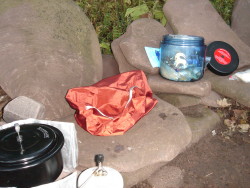 raccoon vault in black bear country