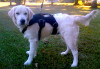 Service Dog In Training