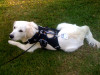 Service Dog In Training