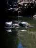 Flops in Hawaii - Road to Hana