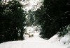 Chasing elk up Oak Creek Canyon
