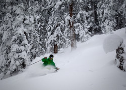 POC Shred