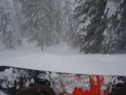 GOIN DOWN CHRISTMAS TREE ALLEY