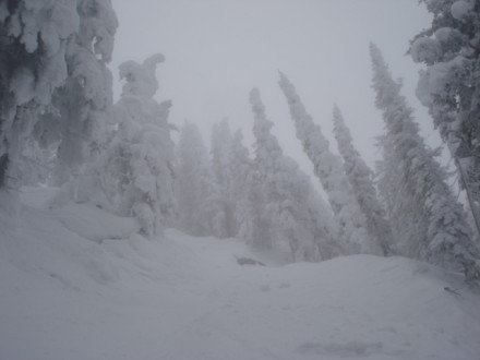CHRISTMAS TREE ALLEY