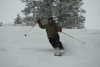 targhee