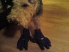 Penny Gloves