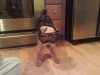 Penny Goggles