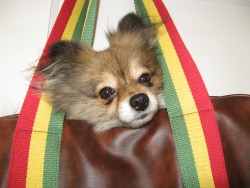 Rasta Puppy
