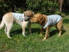 The boys staying cool in their swamp cooler vests.