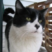 Cow Cat