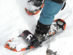 Gators in the snow