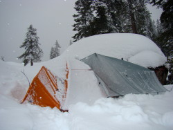 Siltarp1 in action