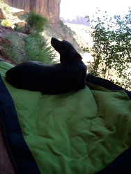 Sadie in IndianCreek 2