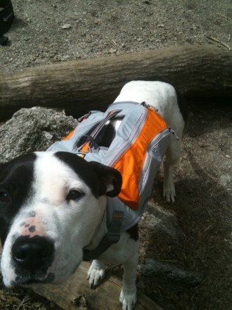 Maya loves her pack