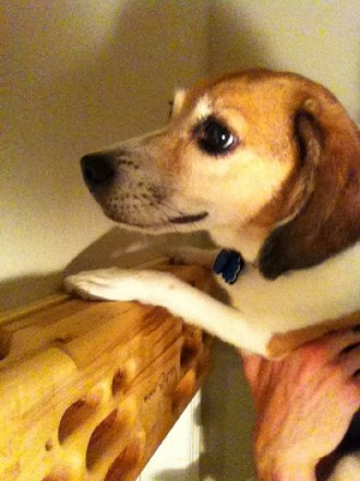 It really makes my muscles "HOWL" after a workout