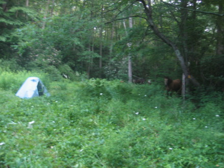 Camping with "Colt" on the Allegheny Trail