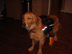 Mountainsmith Dog Pack