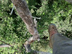 Over the canopy of a Puerto Rican rainforest