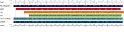 Kids Shoe Size Conversion Chart