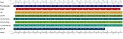 Adult Shoe Sizing Chart