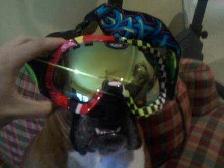 The boarding boxer