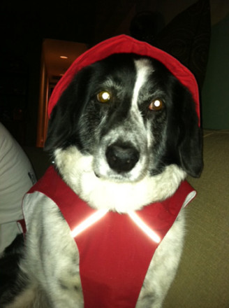 Ruffwear Sun Shower Dog Rain Jacket