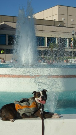 Staff Bull Terrier Riley in Daypack