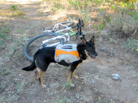 great pack for mt biking with your dog