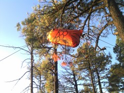 airfish