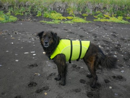 Pruhdoe in Lifejacket