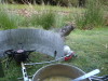 Dinnertime
