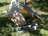 WAPITI77