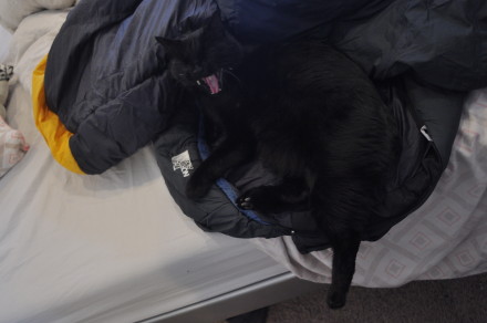 Cat Approved